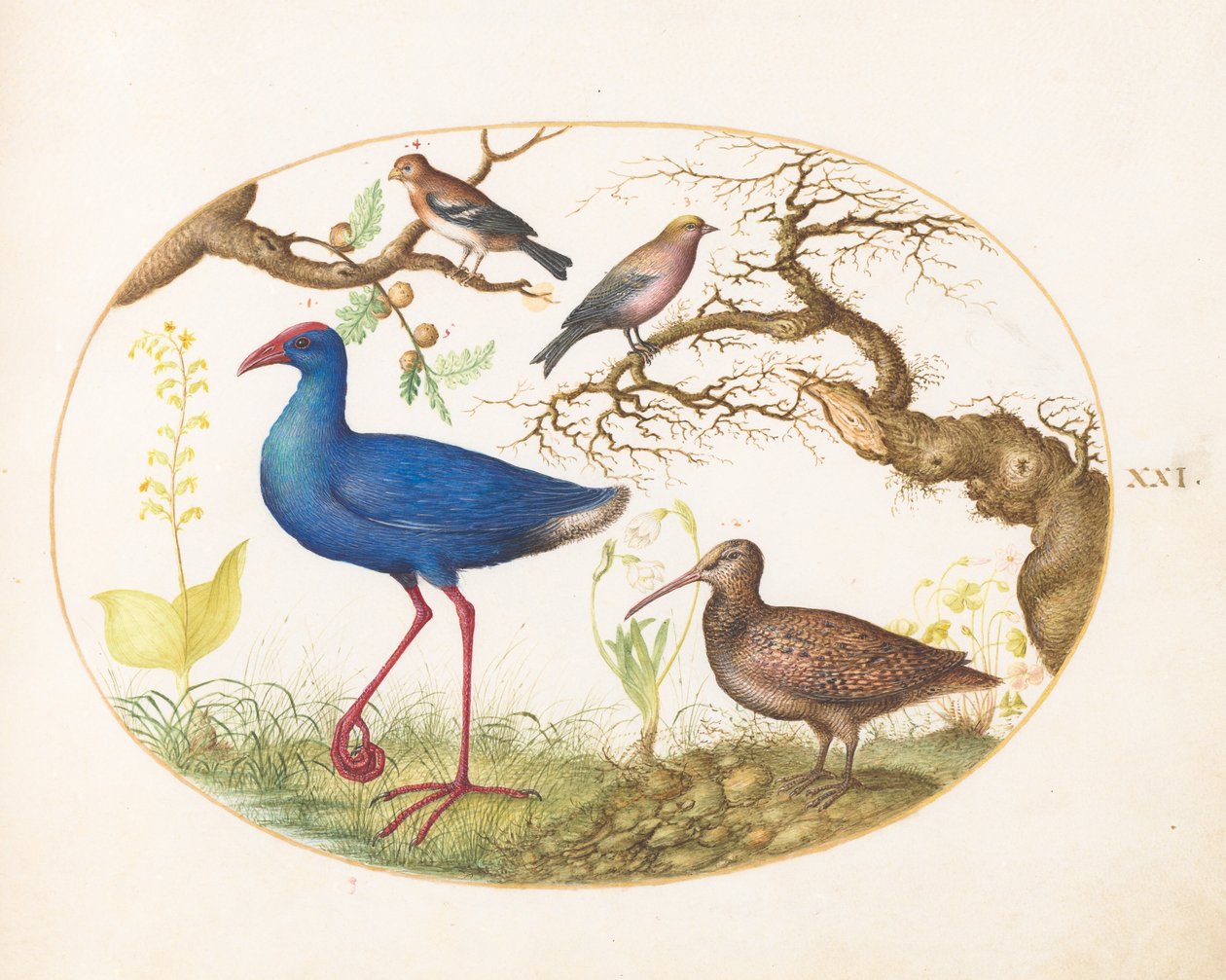 Plate 21: Swamp Hen and Woodcock with a Streaked Rosefinch, a Finch, and Oak Galls by Joris Hoefnagel