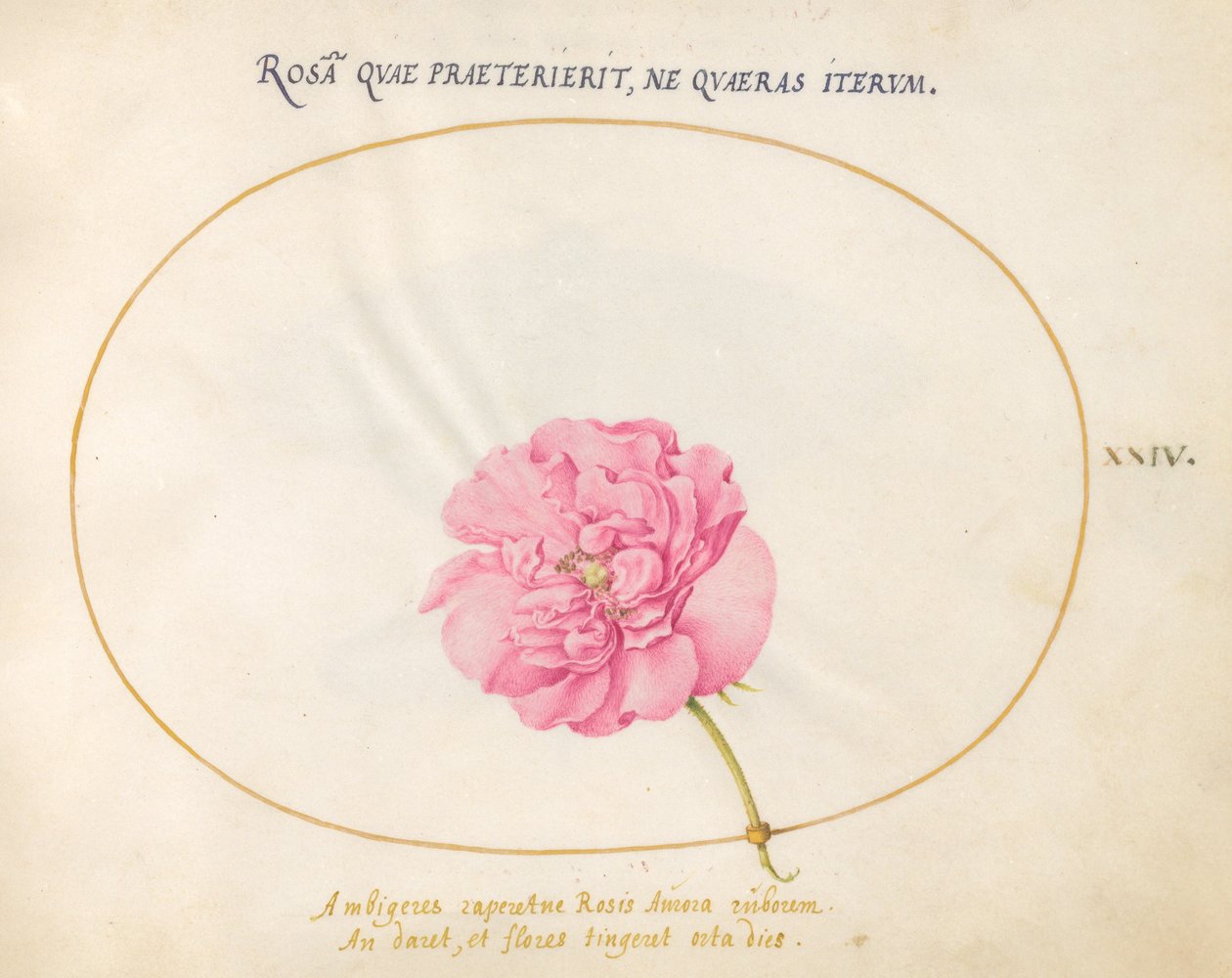 Plate 24: Pink Rose by Joris Hoefnagel