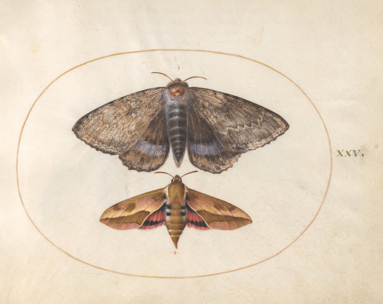 Plate 25: Blue Underwing Moth and Spurge Hawk Moth by Joris Hoefnagel