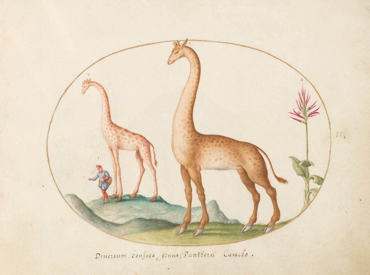 Plate 2: Two Giraffes with an Attendant by Joris Hoefnagel