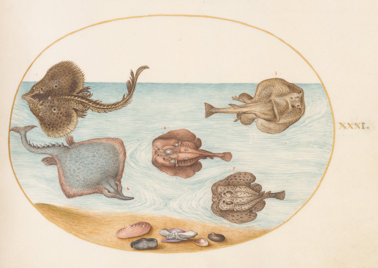 Plate 31: Marbled Electric Ray with Other Skates or Rays, Shells, and a Mollusk in Its Shell by Joris Hoefnagel