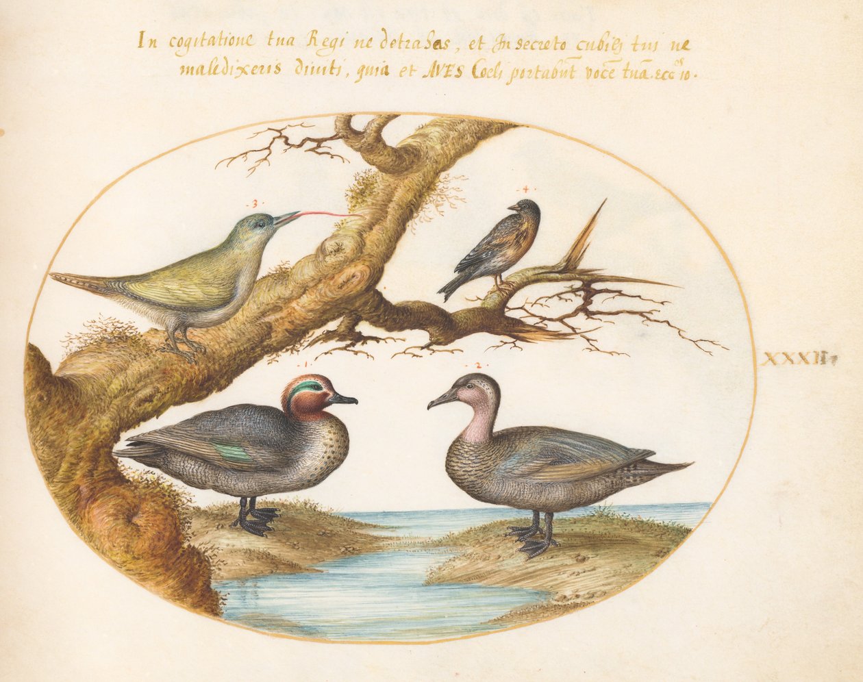 Plate 32: A Green-Winged Teal, a Juvenile Green Woodpecker, and Two Other Birds by Joris Hoefnagel