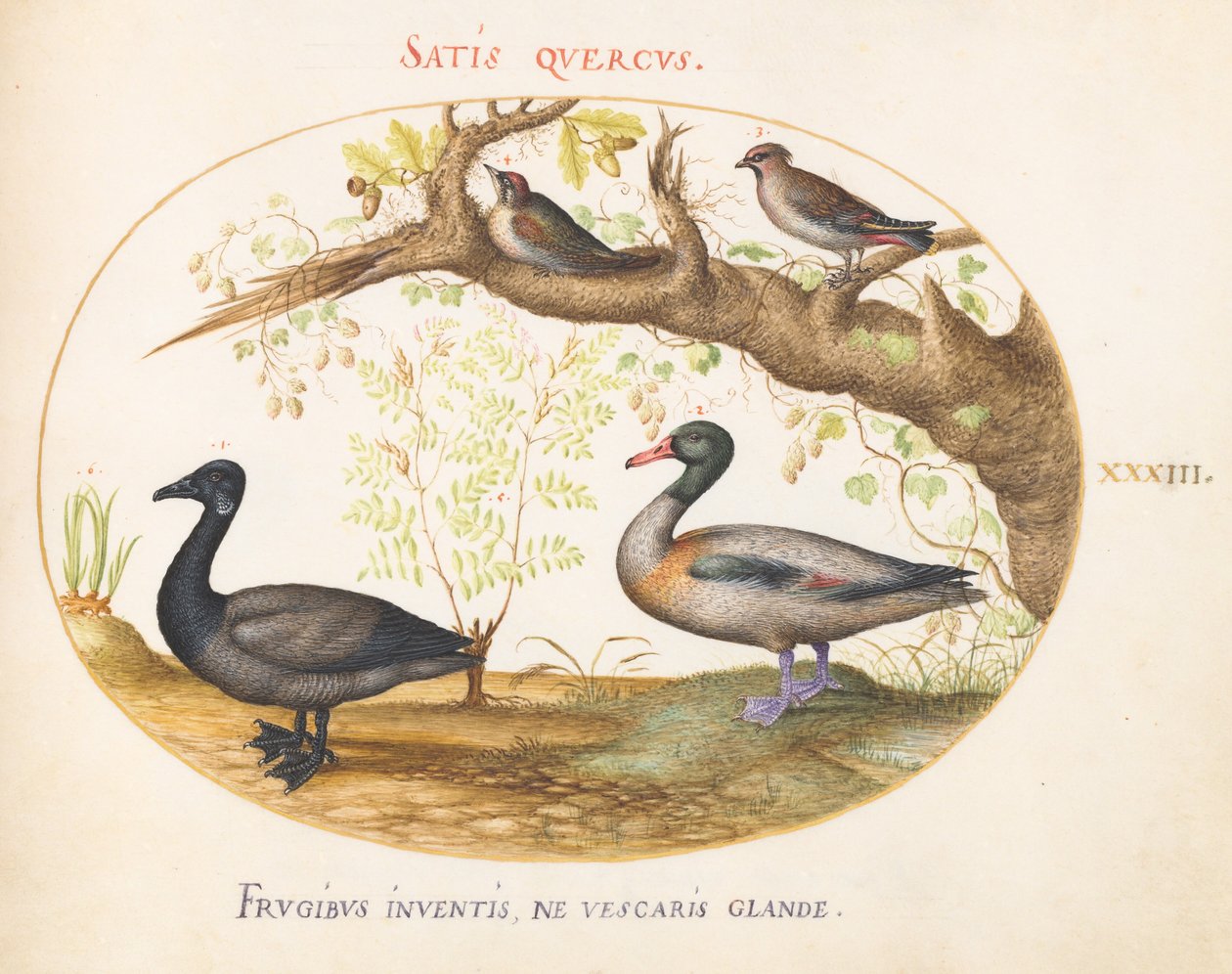 Plate 33: A Pair of Bohemian Waxwings, a Shelduck (?), and a Brant Goose with a Ginger Plant by Joris Hoefnagel