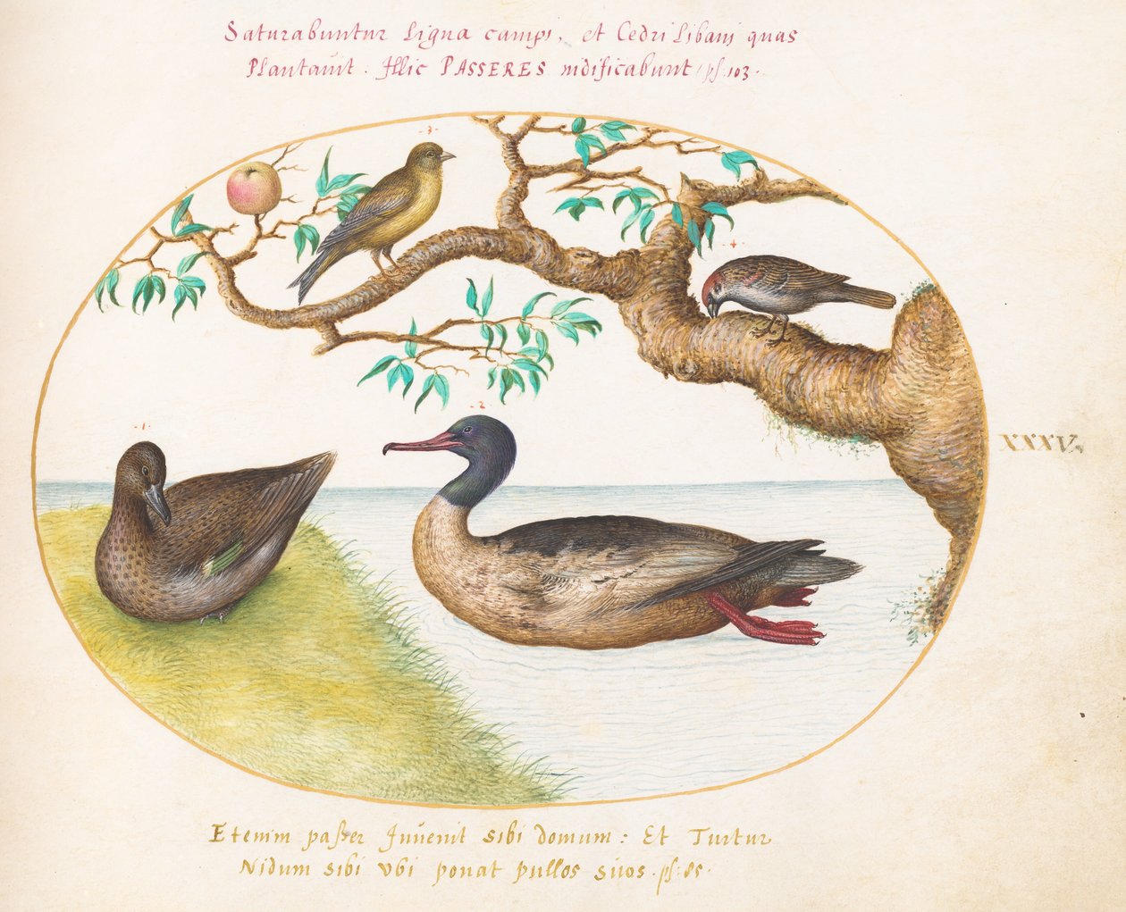 Female Green-Winged Teal, Red-Breasted Merganser(?), Sparrow, and a Greenfinch(?) by Joris Hoefnagel