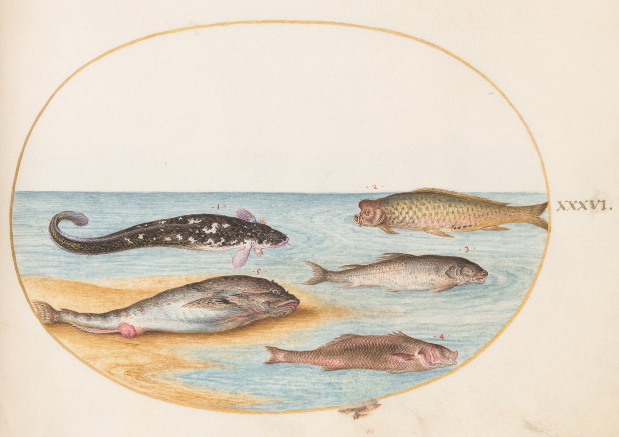 Plate 36: Five Fish, Including Carp(?) by Joris Hoefnagel