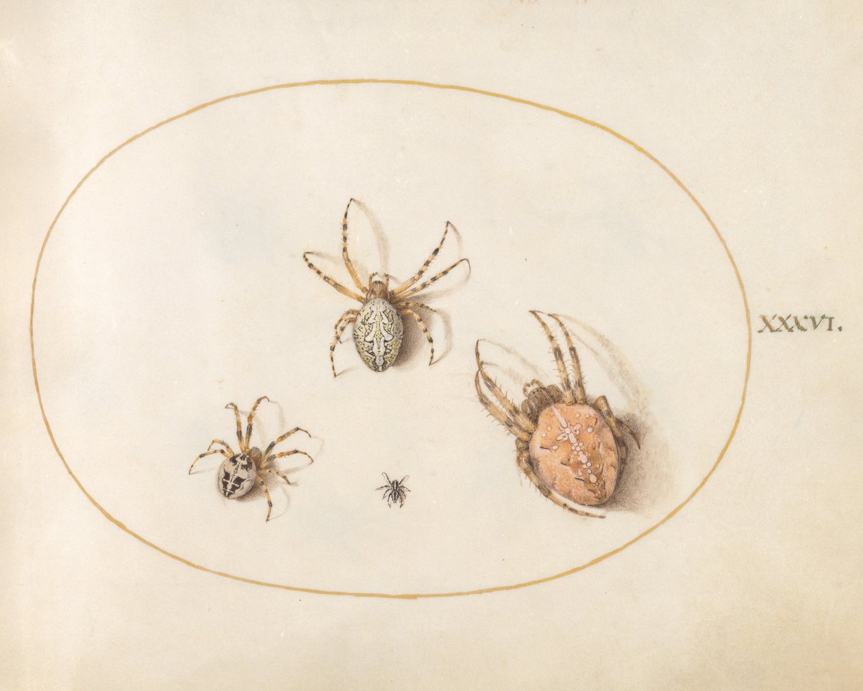 Plate 36: Three Large Spiders and One Small Spider by Joris Hoefnagel