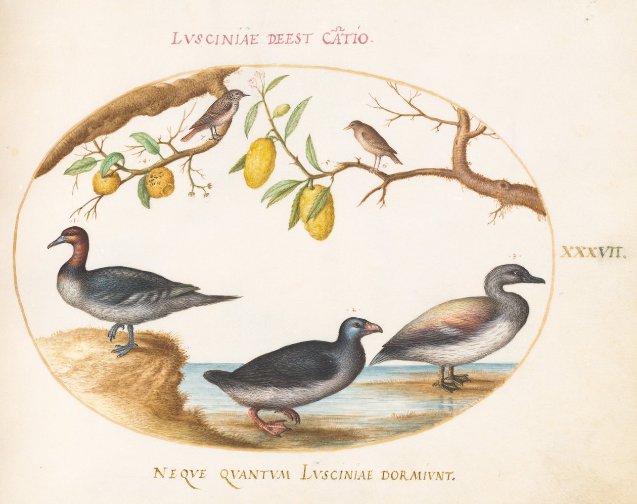 Plate 37: Three Waterfowl with Two Birds Perched in Citrus Trees by Joris Hoefnagel