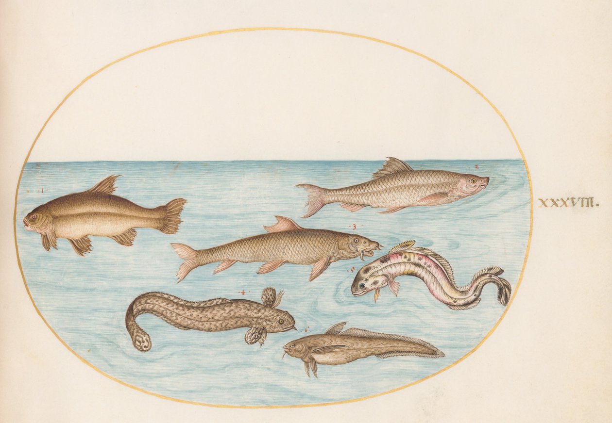 Plate 38: Burbot, Rockling, and Other Fish by Joris Hoefnagel