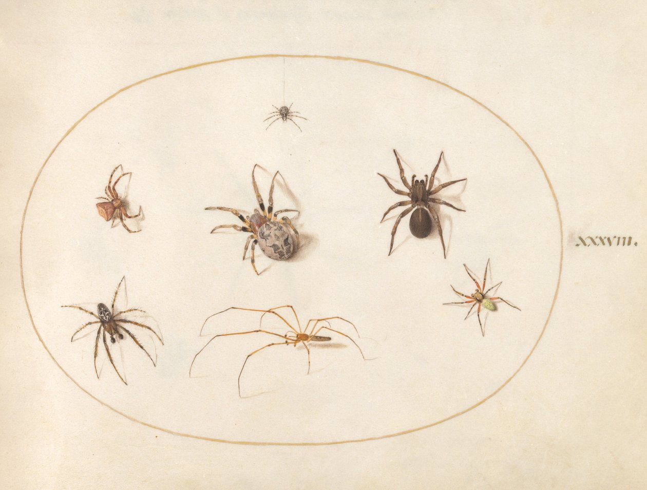 Plate 38: Seven Spiders by Joris Hoefnagel