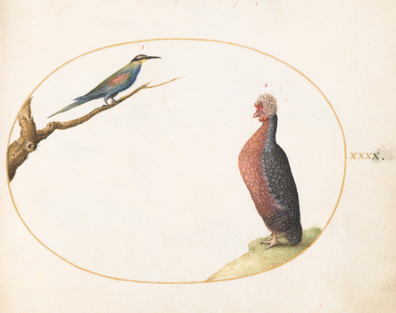 Plate 40: European Bee-Eater and Exotic Chicken by Joris Hoefnagel