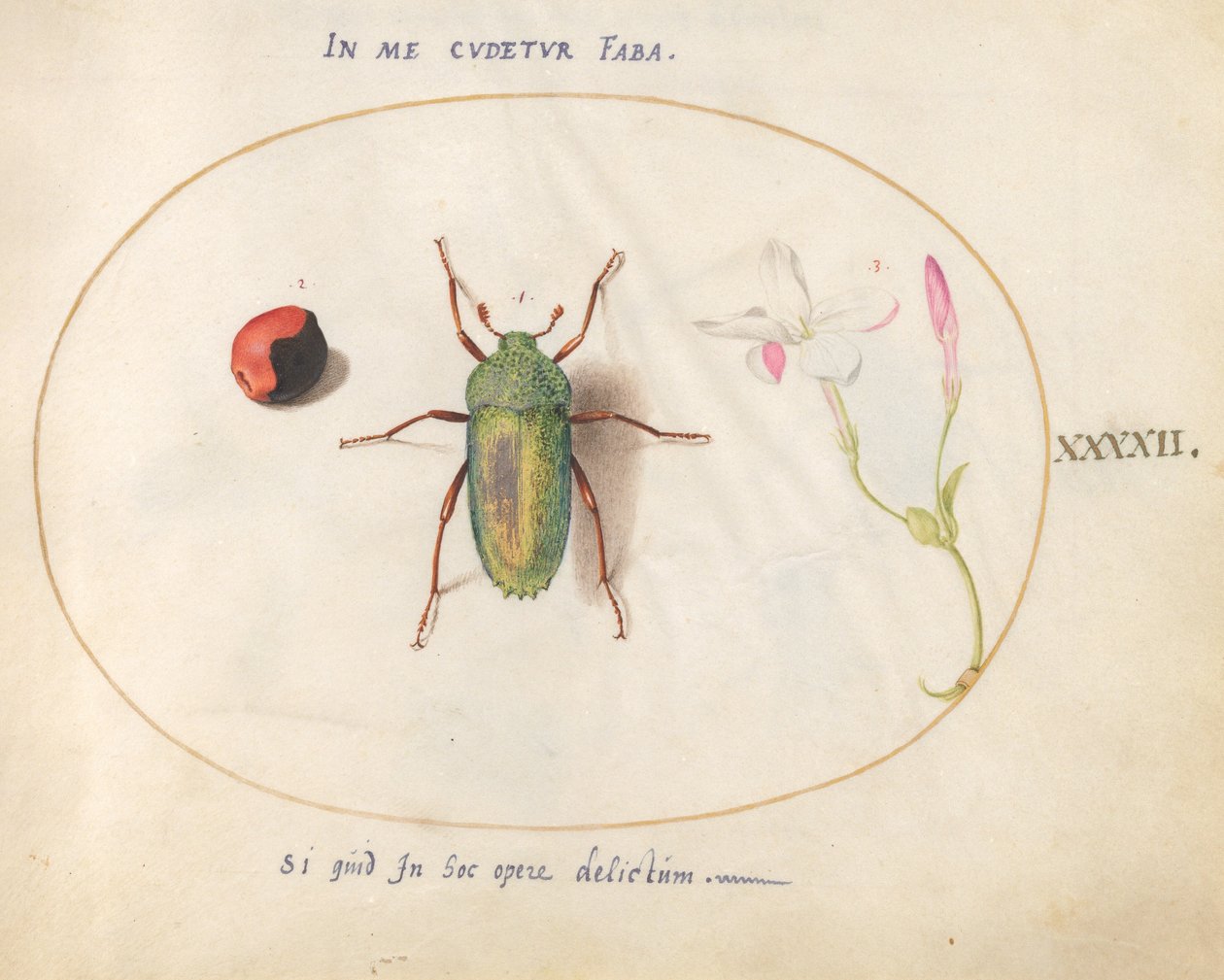 Plate 42: Jewel Beetle with a Plant Gall(?) and a Flower by Joris Hoefnagel