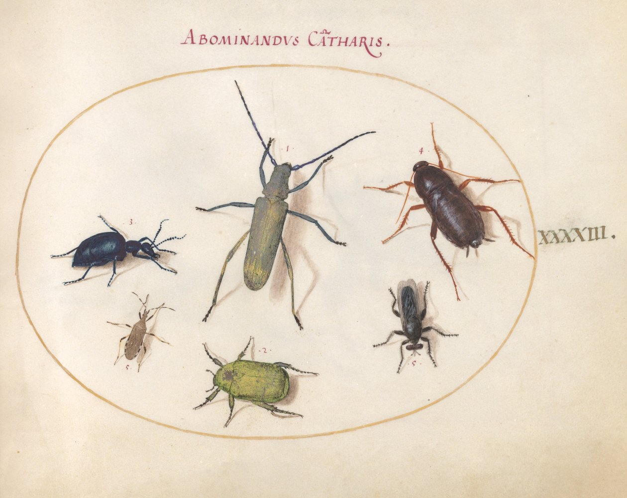 Plate 43: A Golden-Bloomed Gray Longhorn, Tansy Beetle, Cockroach, Leaf ...