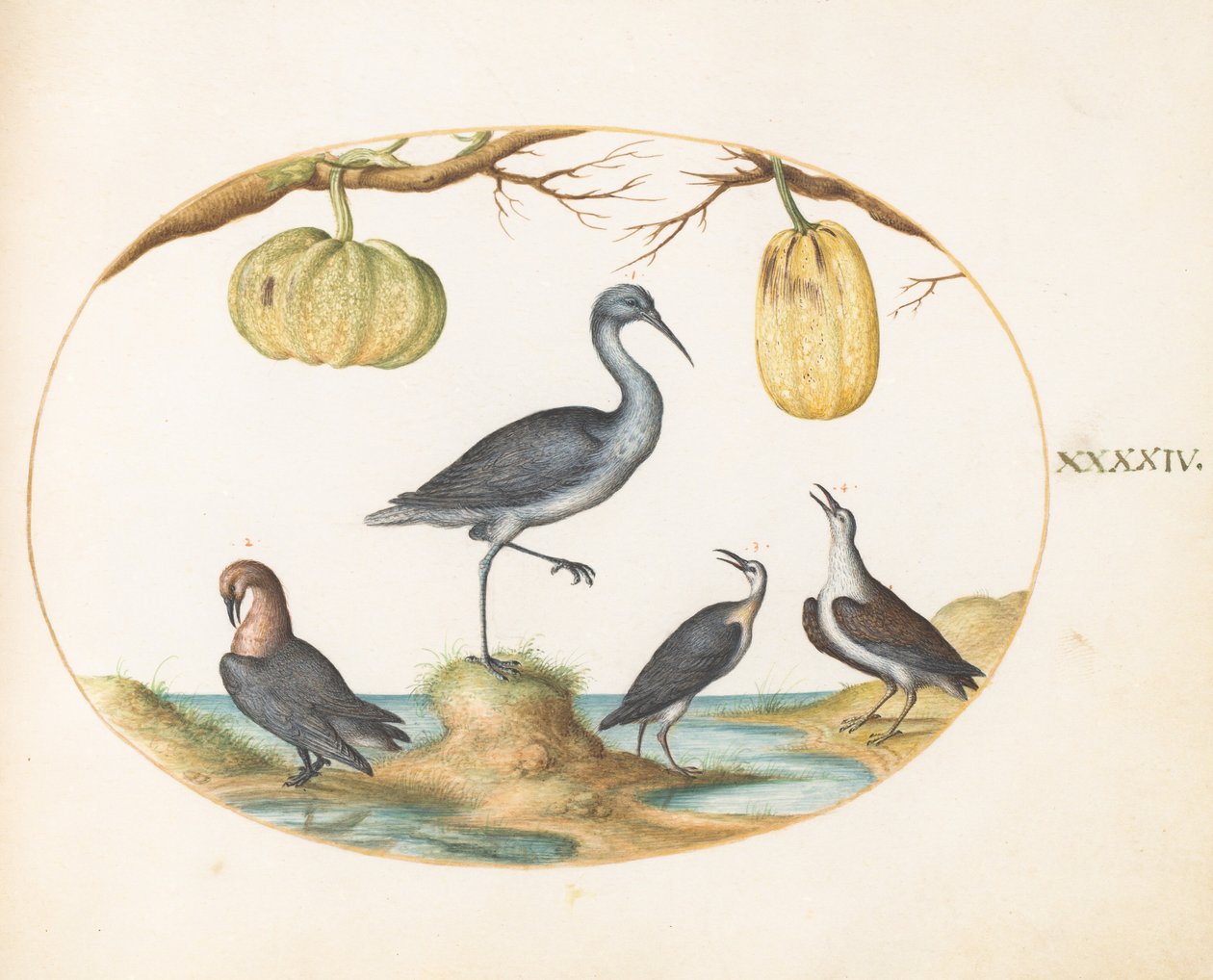 Plate 44: Godwit(?) and Sandpipers with Two Gourds by Joris Hoefnagel