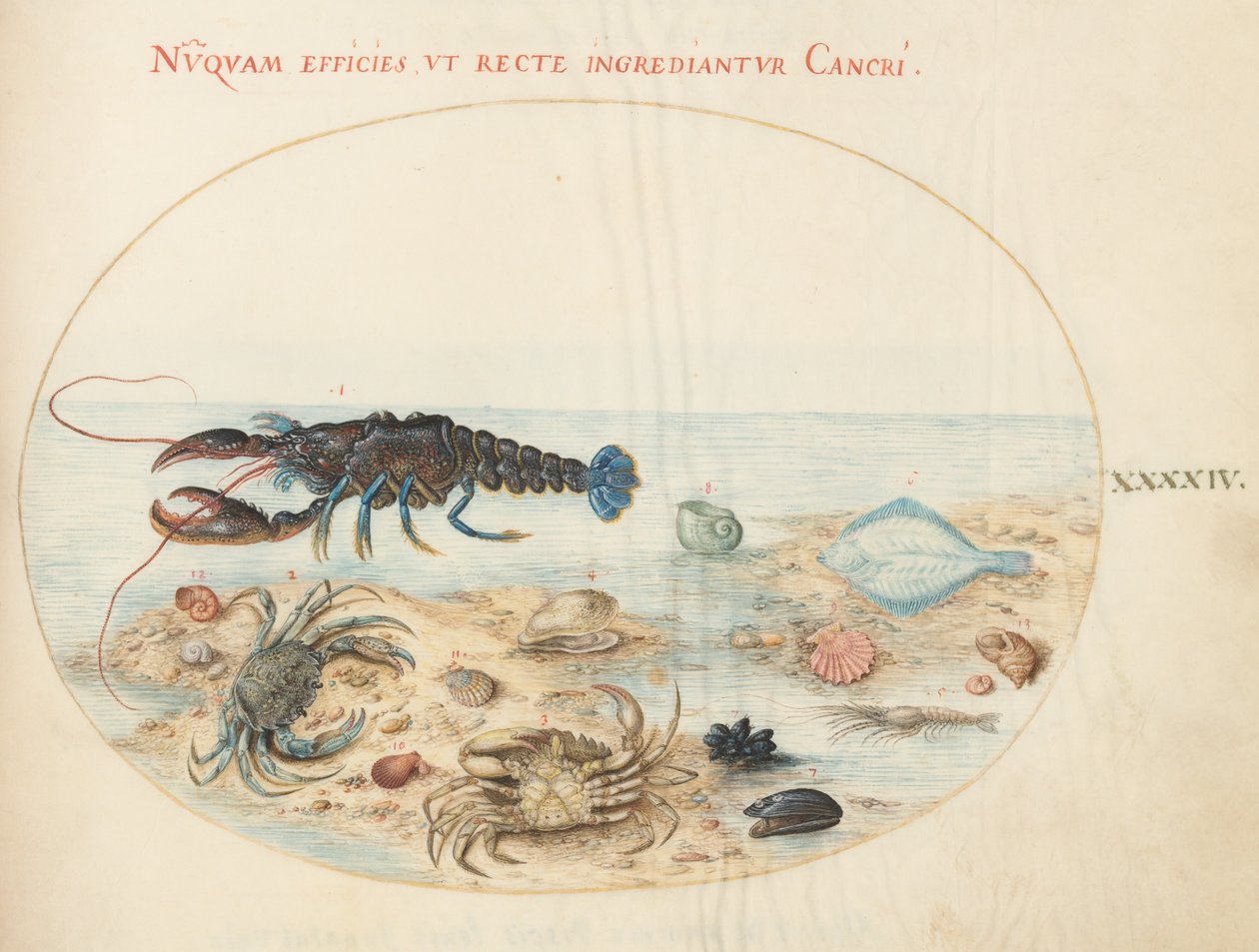 Plate 44: Lobster, Two Crabs, Scallop Shells, and Other Sea Life by Joris Hoefnagel