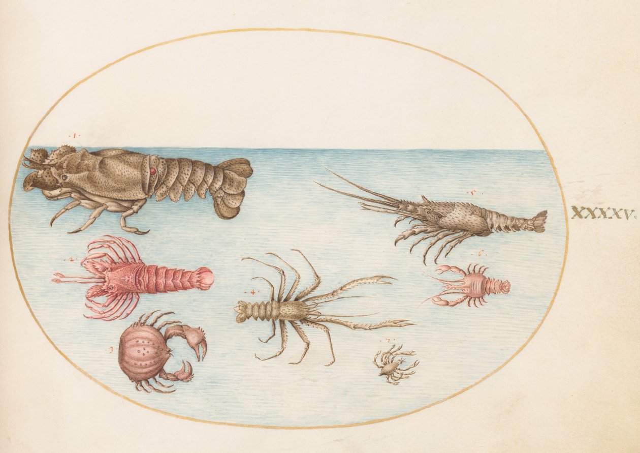 Plate 45: Lobster, Squilla Mantis, and Other Crustaceans by Joris Hoefnagel