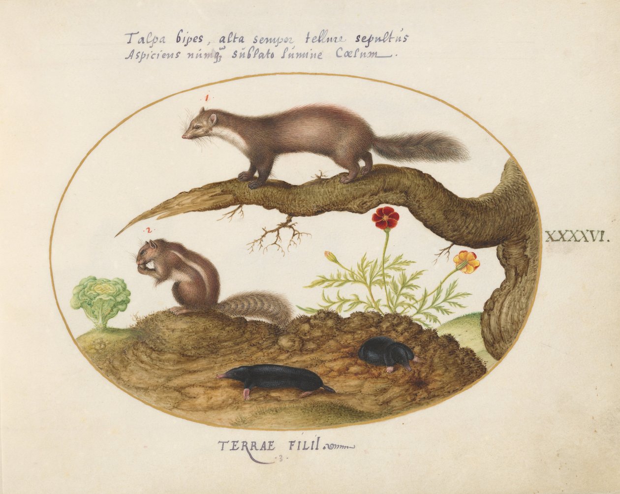 Plate 46: Stone Martin, Chipmunk, and Moles with a Marigold and Lettuce by Joris Hoefnagel