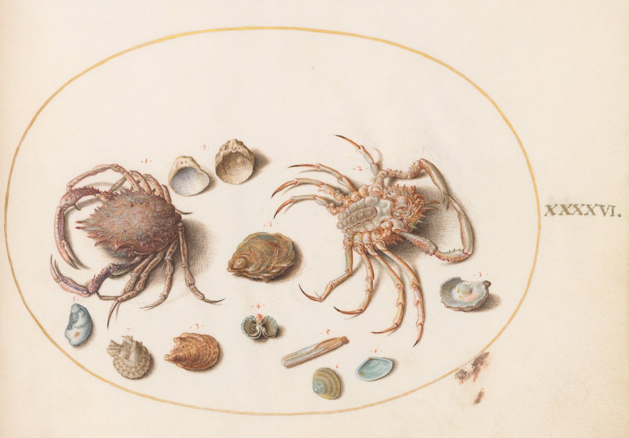 Plate 46: Two Crabs with Seashells by Joris Hoefnagel