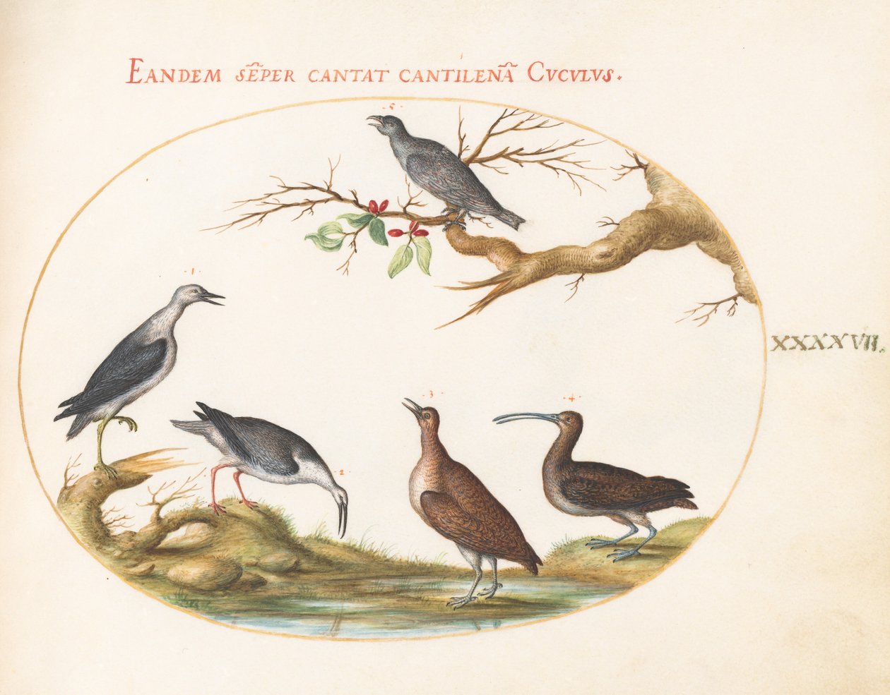 Shore Birds with a Perching Bird (Plate 47) by Joris Hoefnagel