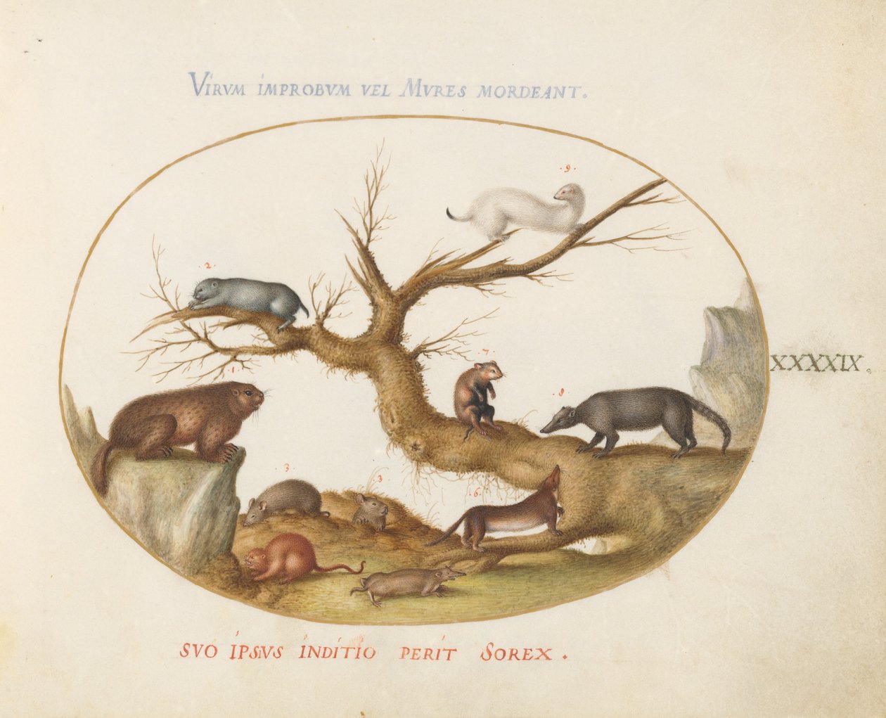 Plate 49: Marmot, Hamsters, Rat, Field Mouse, Shrew, and a Coatimundi by Joris Hoefnagel