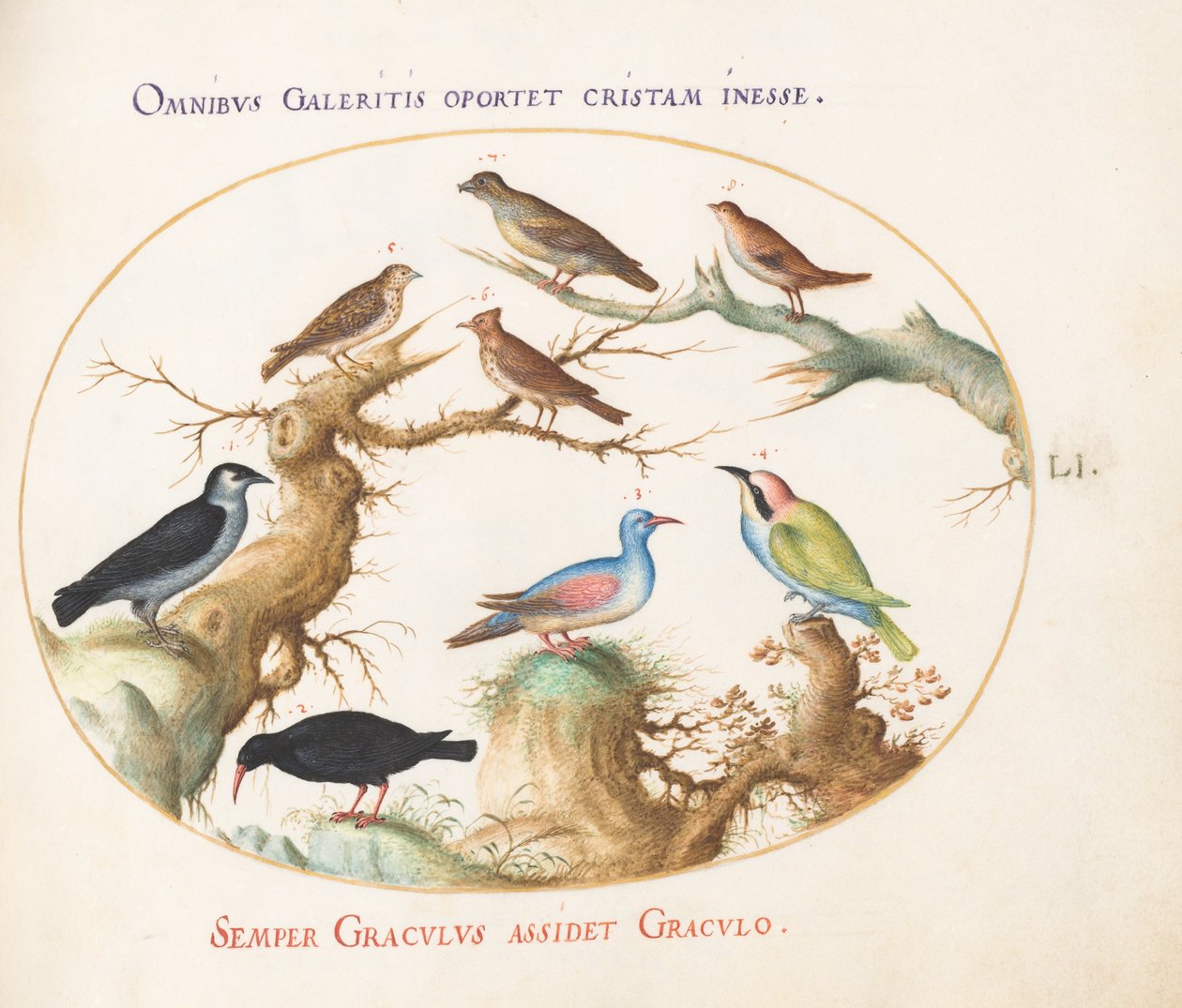 Plate 51: Crossbeak, Chough, Bee-Eater, and Other Birds by Joris Hoefnagel