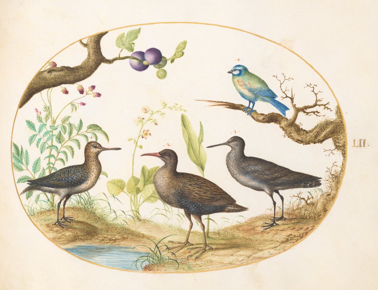 Plate 52: Blue Tit with Three Wading Birds and a Fig Tree by Joris Hoefnagel