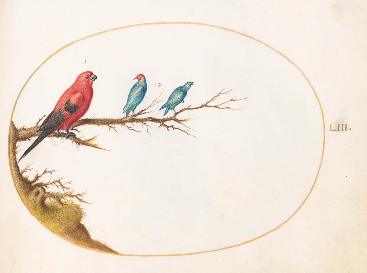 Plate 53: Three Brightly Colored Birds, including a Brazilian Tanager(?) by Joris Hoefnagel