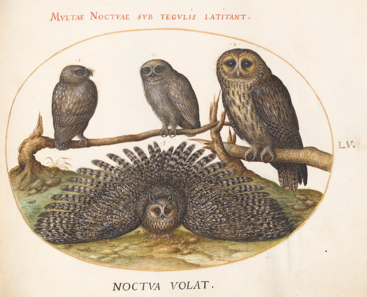 Plate 55: A Tawny Owl, an Eagle Owl, and Two other Owls by Joris Hoefnagel