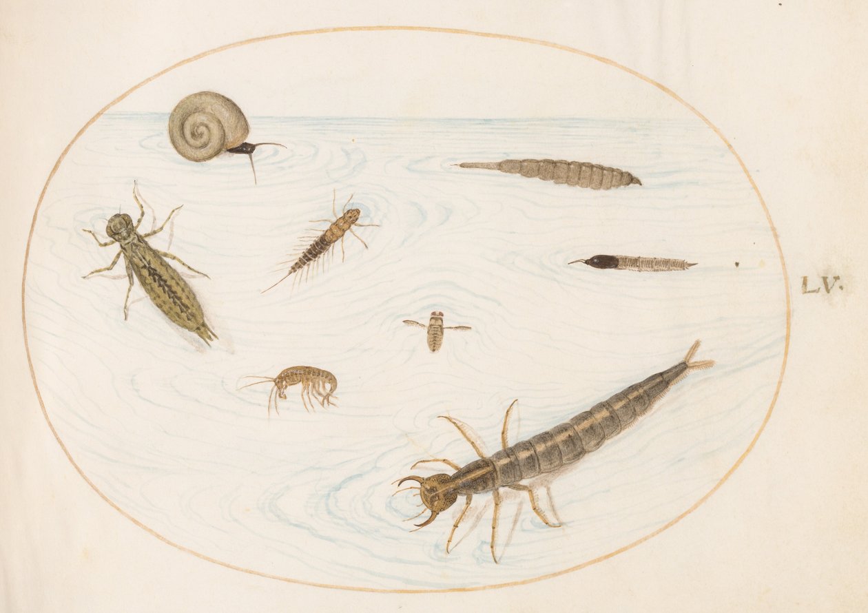 Plate 55: Aquatic Insects and Invertebrates, Including a Snail