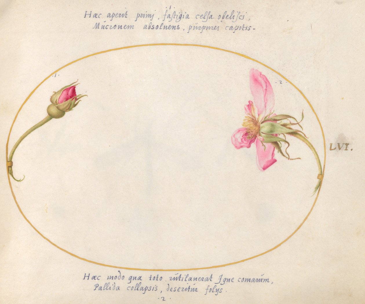 Plate 56: A Rosebud and a Disintegrating Pink Rose by Joris Hoefnagel