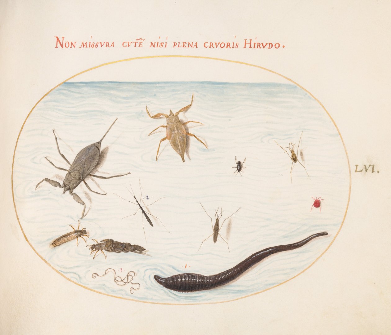 Plate 56: Water Scorpion, Water Measurer, Pond Skater, Red Water Mite, Leech(?), and Other Water Insects by Joris Hoefnagel