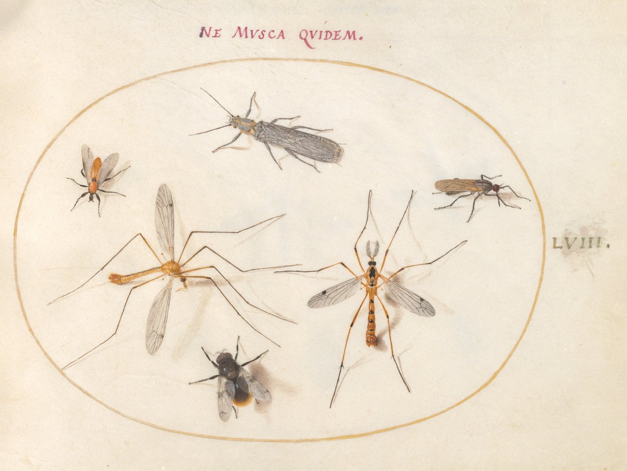 Plate 58: A Bee and Five Other Insects by Joris Hoefnagel