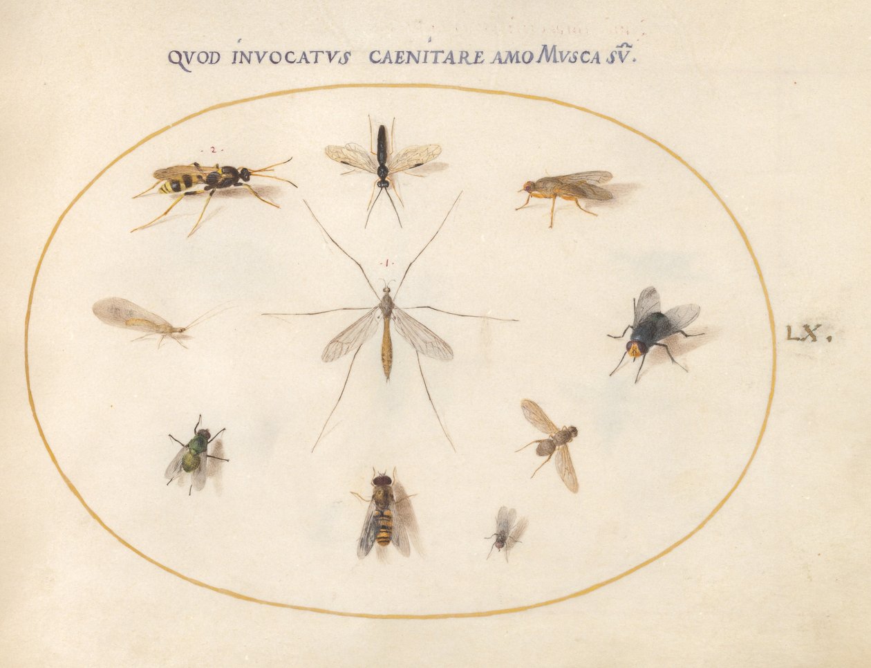Plate 60: Flies and Other Insects by Joris Hoefnagel