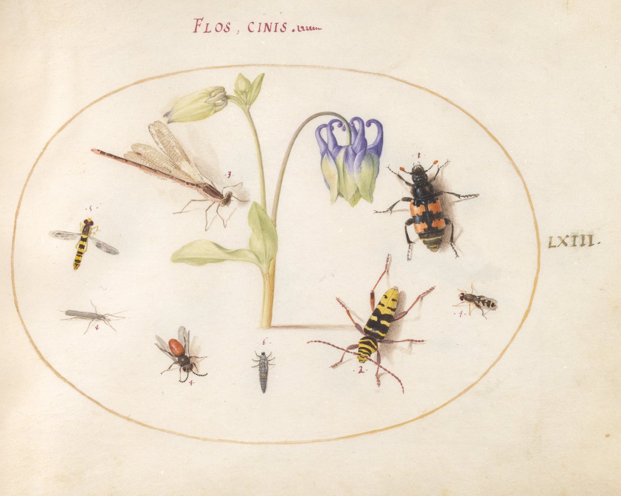 Plate 63: A Dragonfly, a Spotted Longhorn, a Sexton Beetle, and Other Insects with a Blue and White Columbine by Joris Hoefnagel