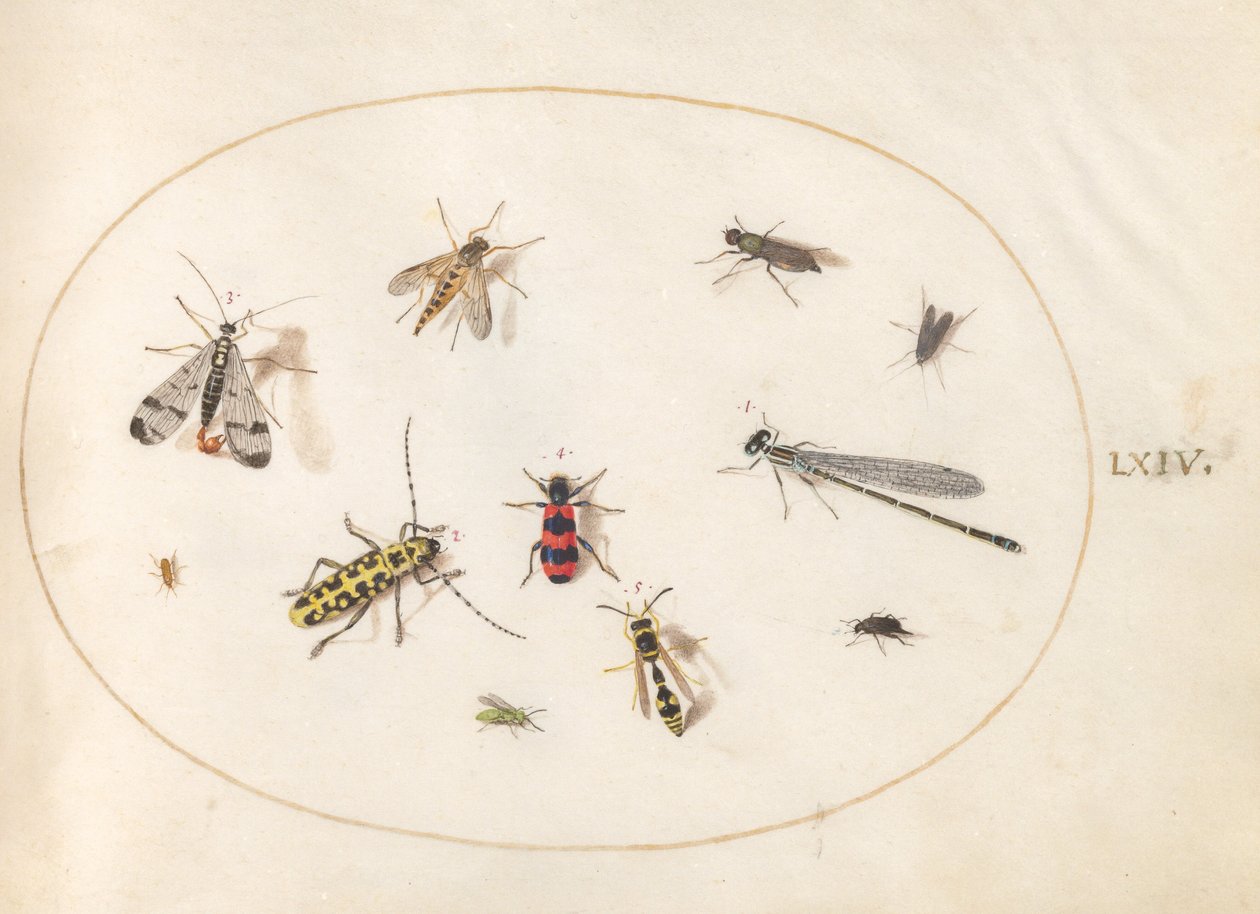 Plate 64: Eleven Insects, Including a Dragonfly and Longhorn Beetle by Joris Hoefnagel
