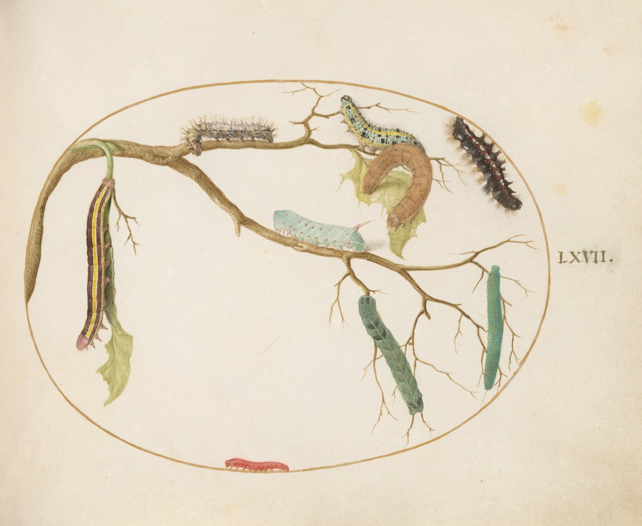 Large White and Small White Butterfly Caterpillars, Hornworm Caterpillar, Broom Moth Caterpillar, and Others by Joris Hoefnagel
