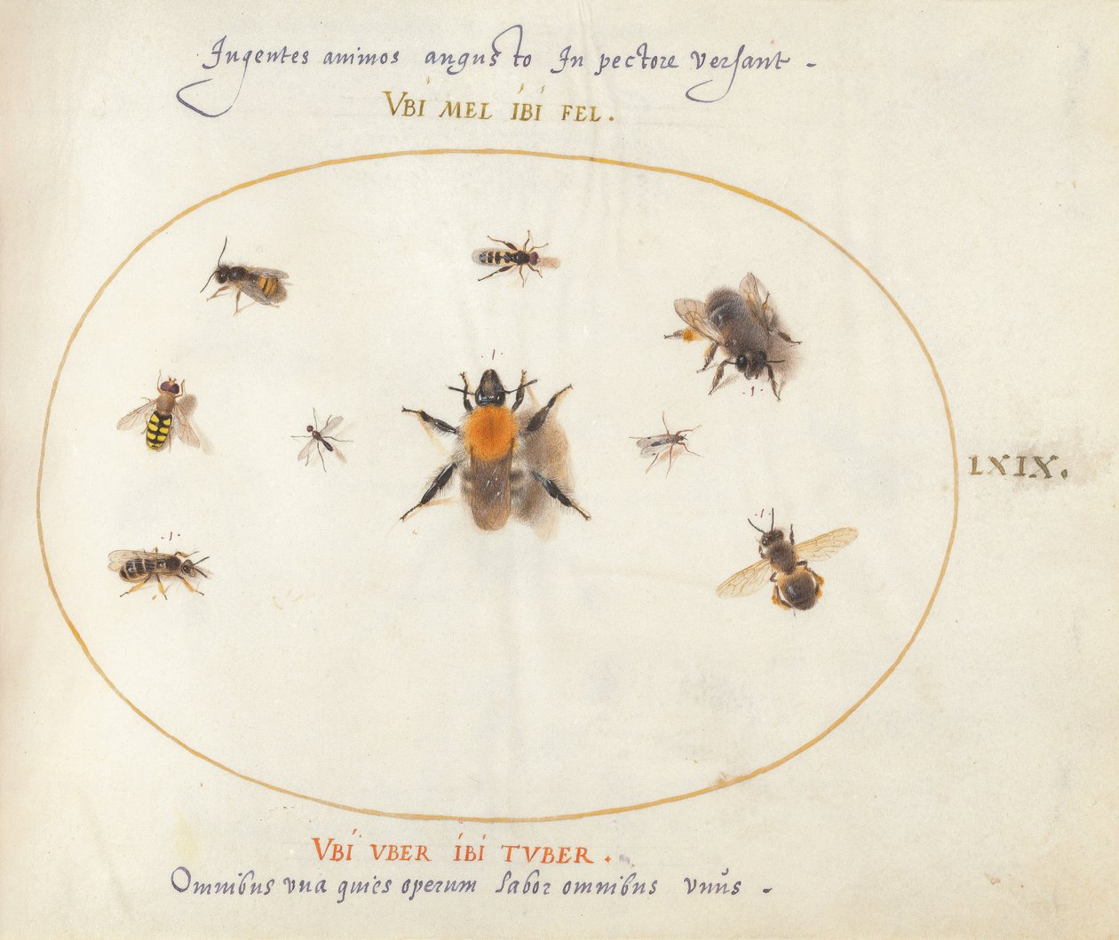 Plate 69: Nine Bees and Other Insects by Joris Hoefnagel