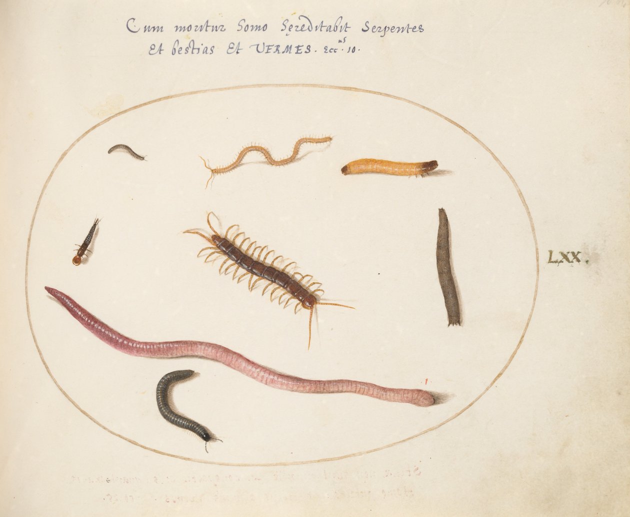 Plate 70: Worm, Centipede, Millipede, and Other Long Creatures by Joris Hoefnagel
