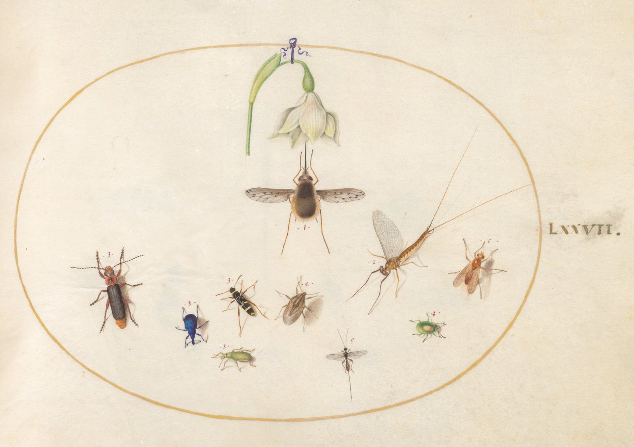 Plate 77: Dotted Bee Fly with a White Flower, a Mayfly, a Blue Weevil, and Other Insects by Joris Hoefnagel