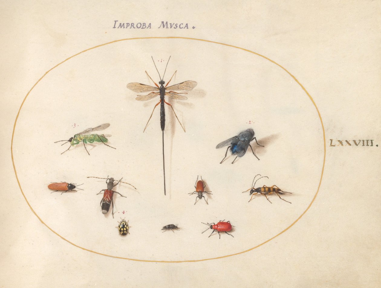 Plate 78: Ten Insects, Including a Blue Fly by Joris Hoefnagel