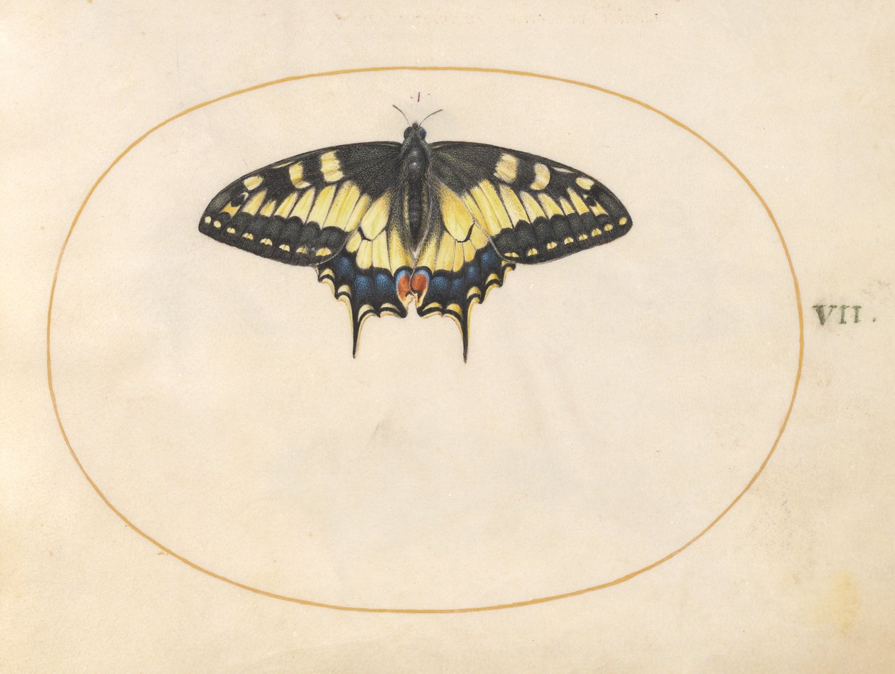 Plate 7: Swallowtail Butterfly by Joris Hoefnagel