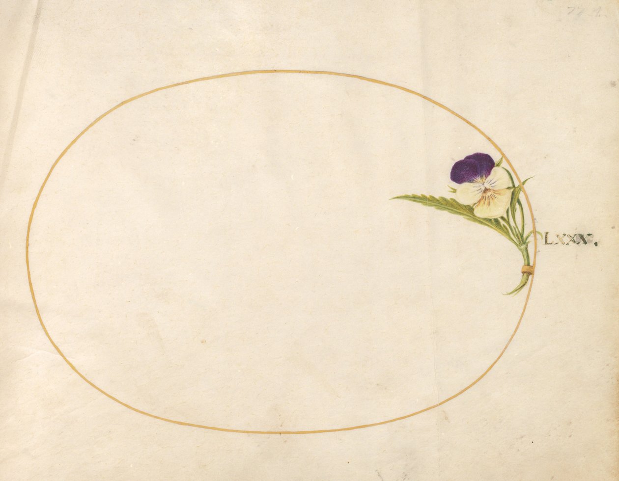 Plate 80: Purple and Yellow Viola by Joris Hoefnagel