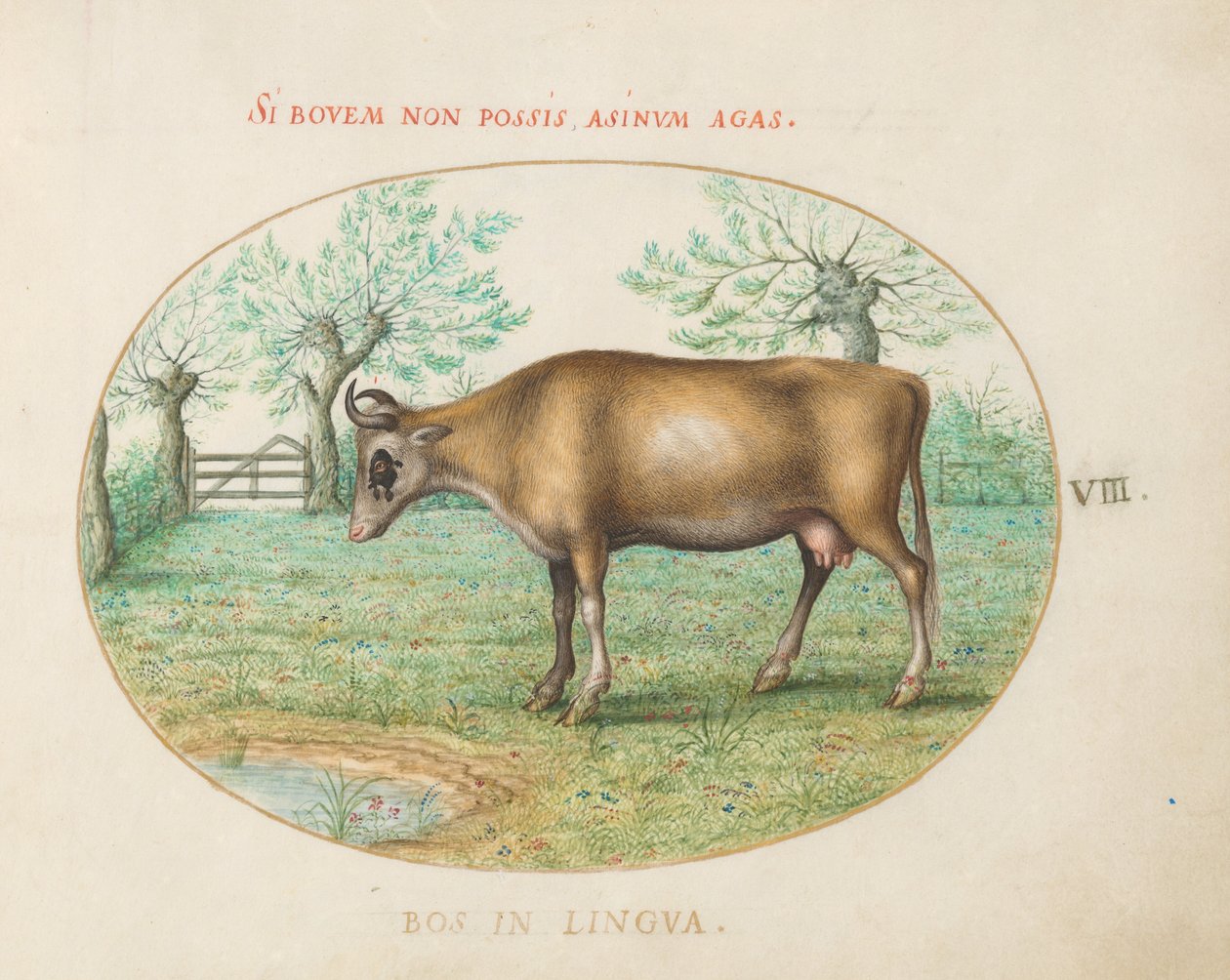 Plate 8: A Cow by Joris Hoefnagel
