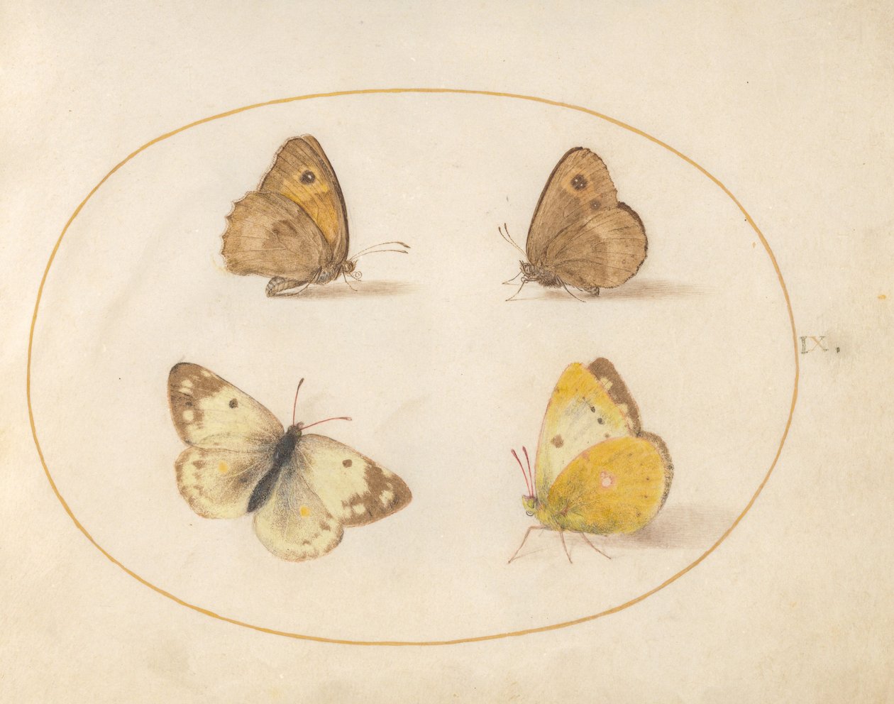 Plate 9: Meadow Brown, Gatekeeper, Clouded Yellow, and Bath White Butterflies by Joris Hoefnagel