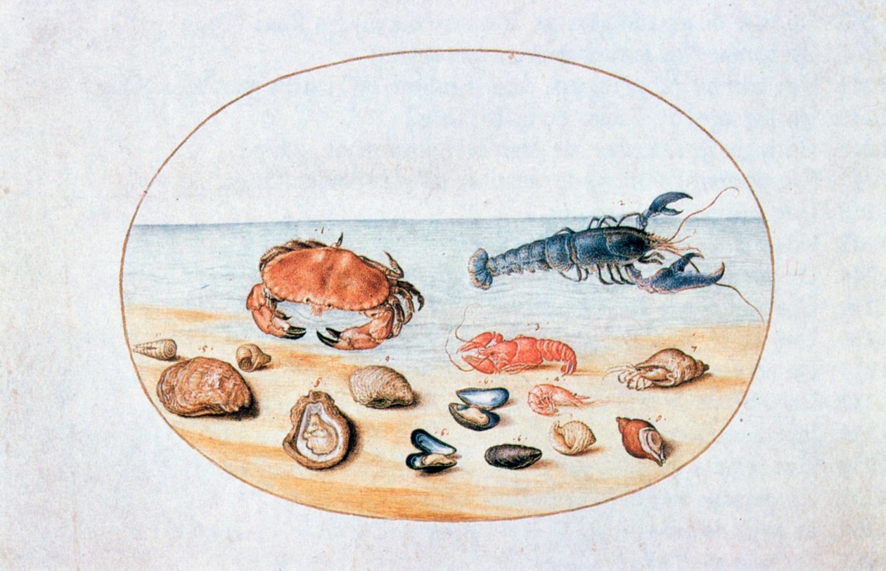 Shells and Shellfish by Joris Hoefnagel