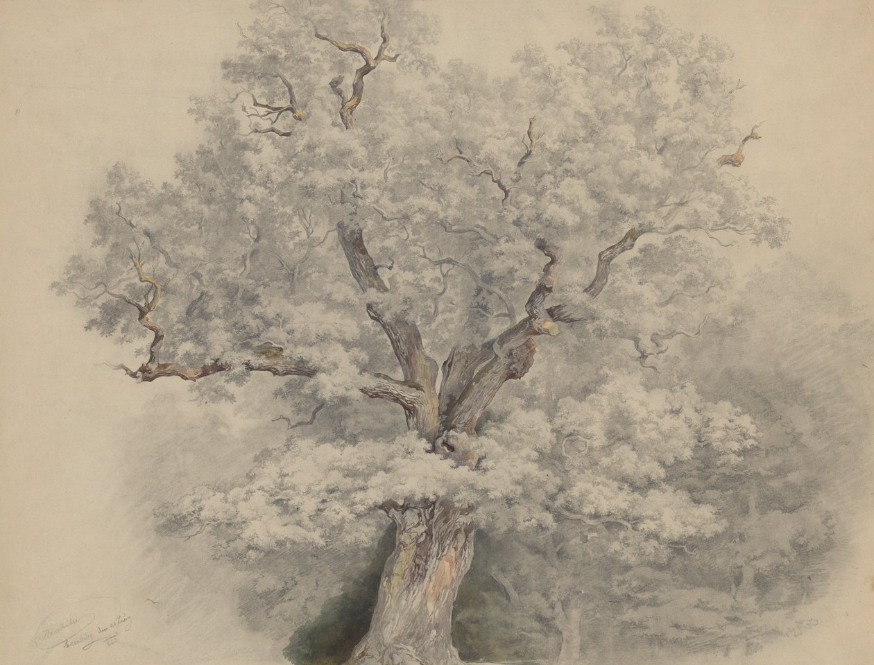 Tree Study from Laxenburg by Josef Kriehuber