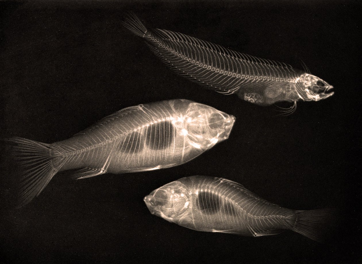 X-ray Study of Two Goldfish and a Saltwater Fish by Josef Maria Eder