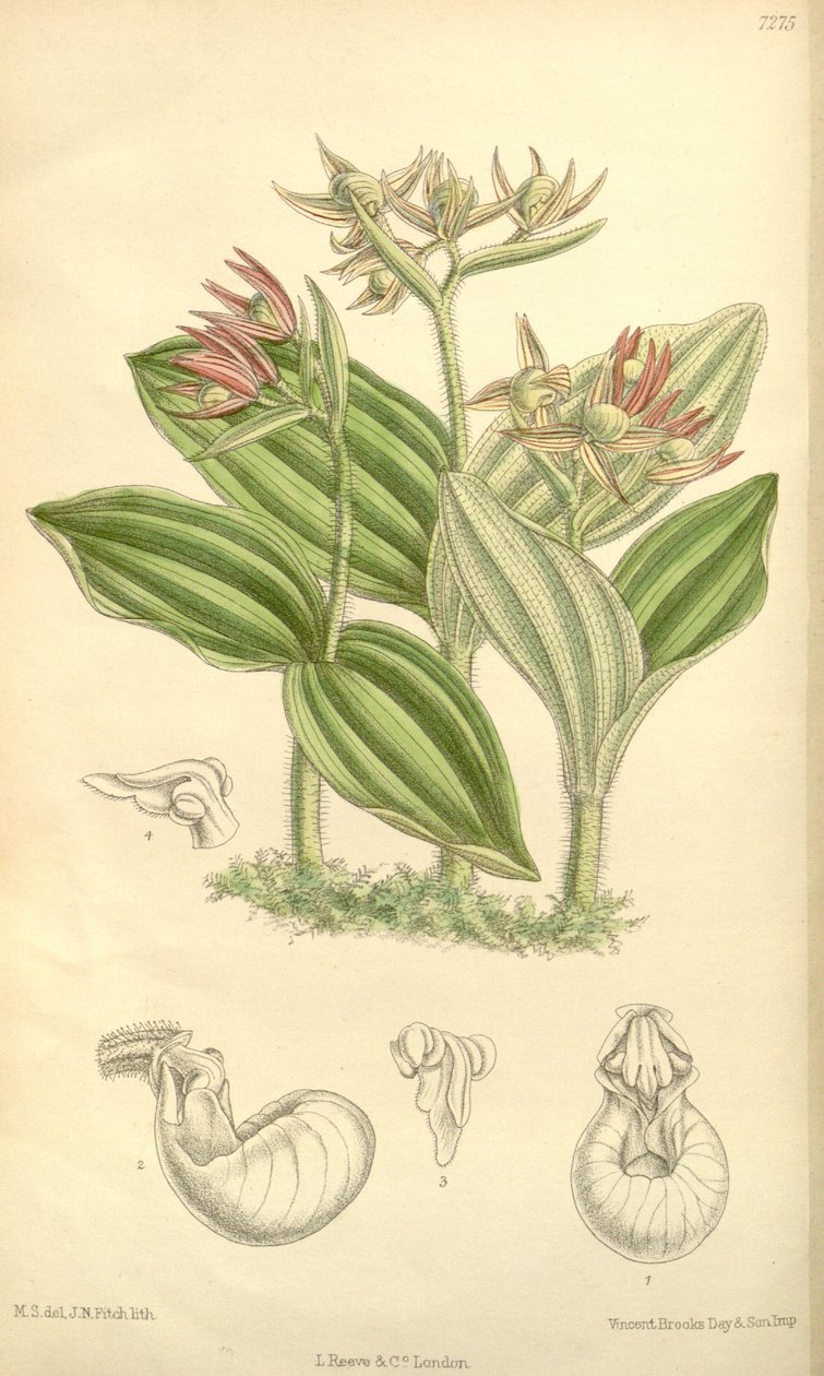 Cypripedium fasciculatum by Joseph Dalton Hooker