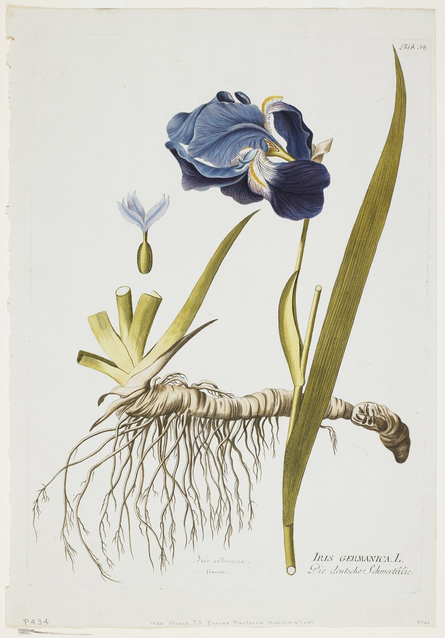 Iris Germanica, from Icones Plantarum Medicinalium, 1788-1812 by Joseph Jacob Plenck