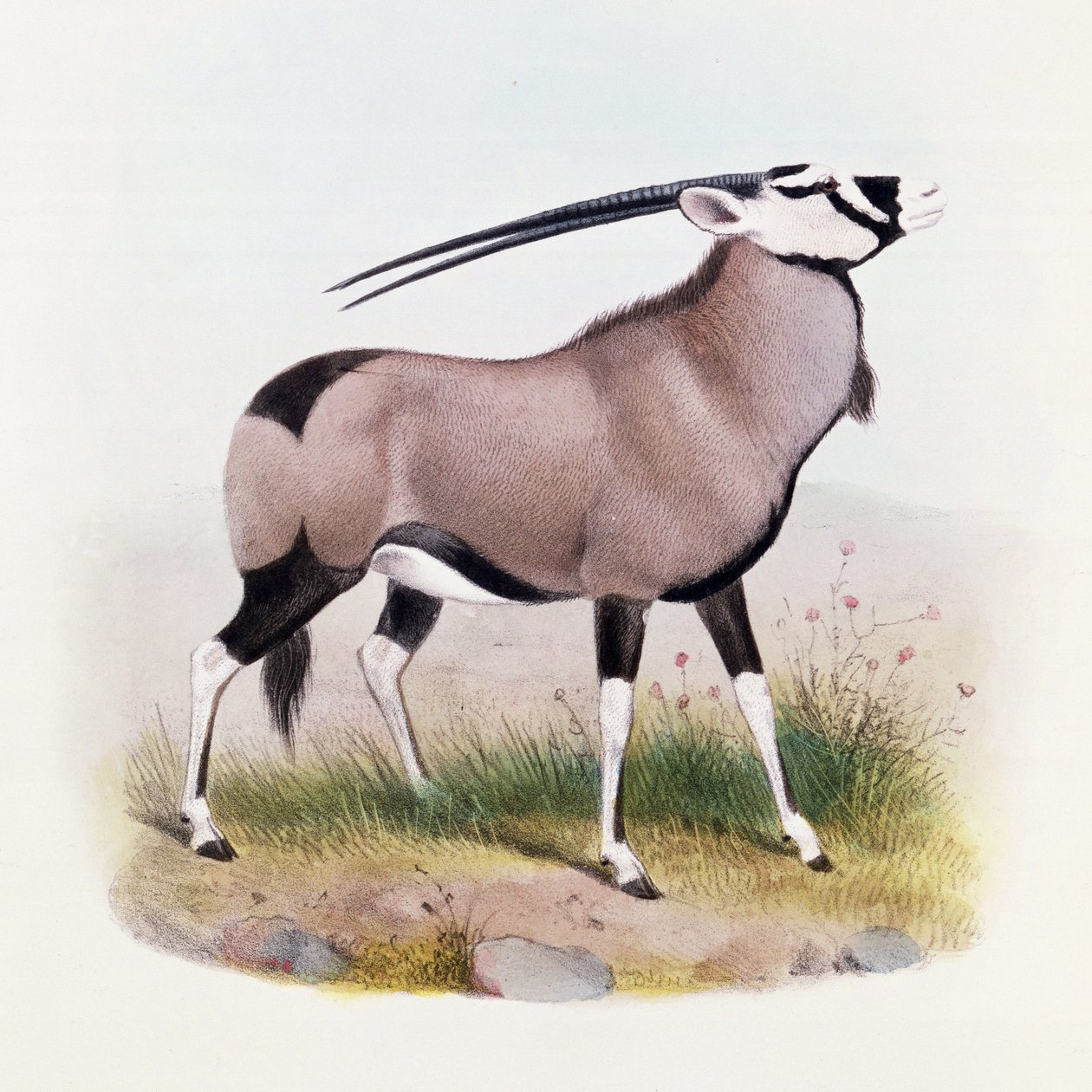 The Gemsbok, from 