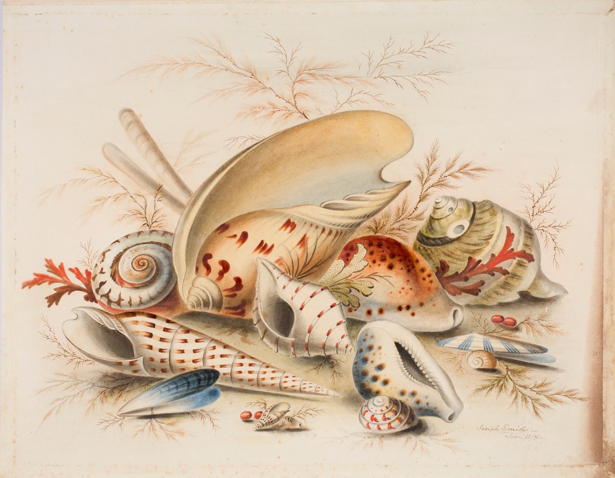 Study of Sea Shells, 1876 by Joseph Smith